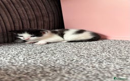 Mixed Breed cats for sale: Kittens  - Image 7