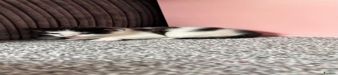 Mixed Breed Kitten 3
