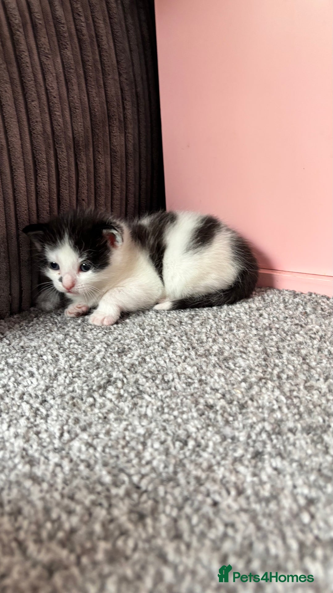 Mixed Breed cats for sale: Kittens  - Image 7