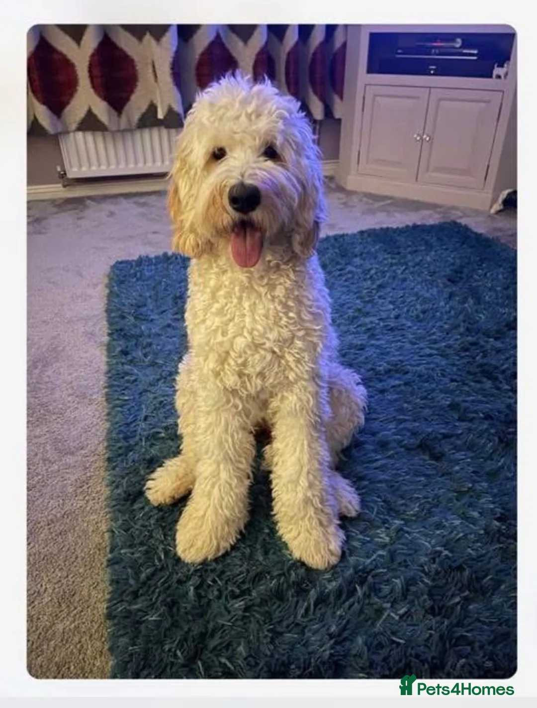 Labradoodle dogs for stud: Australian Labradoodle Stud (Health Tested) in Great Yarmouth - Advert 30