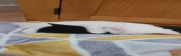 Mixed Breed cats for sale: 3 beautiful kittens. - Advert 6