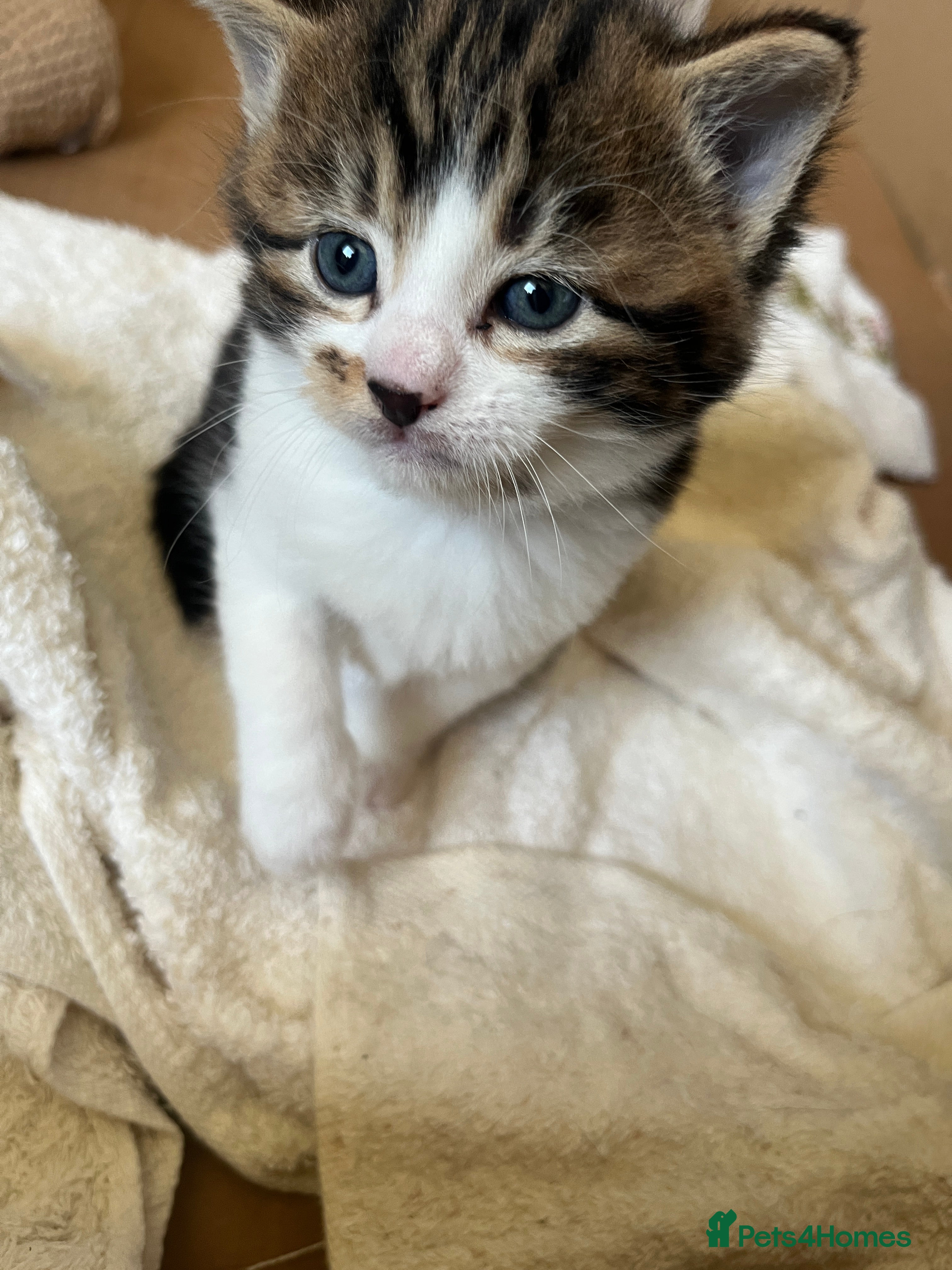 British Shorthair cats British shorthair x kittens for sale - Advert 1