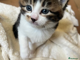 British Shorthair cats British shorthair x kittens for sale - Advert 1