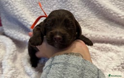 Cockapoo dogs for sale: F1 health clear stunning cockapoos - Image 21