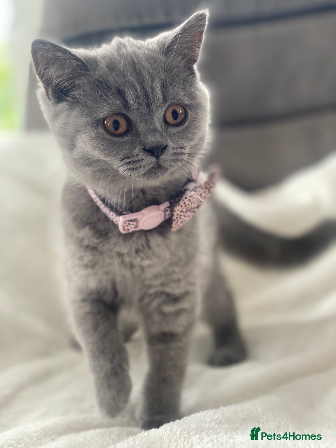British Shorthair cats for sale: Beautiful  bsh gccf girl (champion breed lines) in Swanley - Image 2