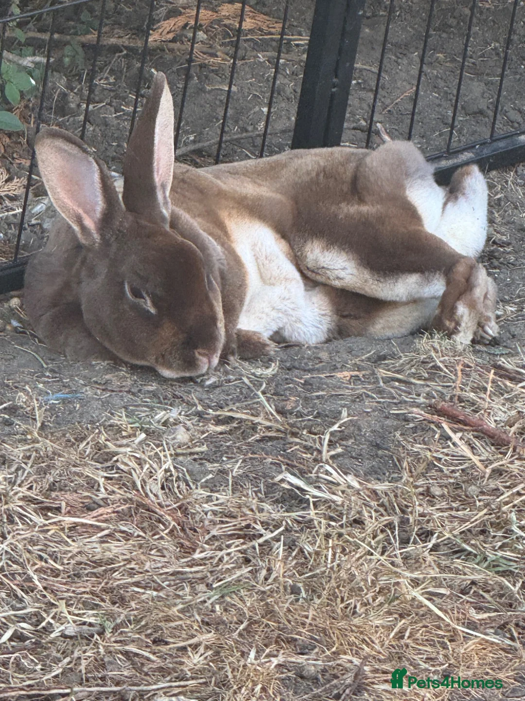 Rex rabbits for sale: Rex - Standard  - Advert 3