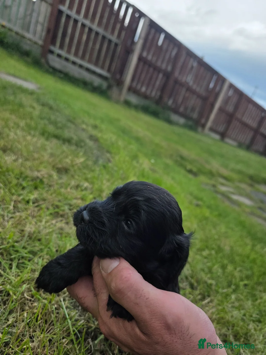 Cockapoo dogs for sale: F1 toy cockerpoo - Advert 2