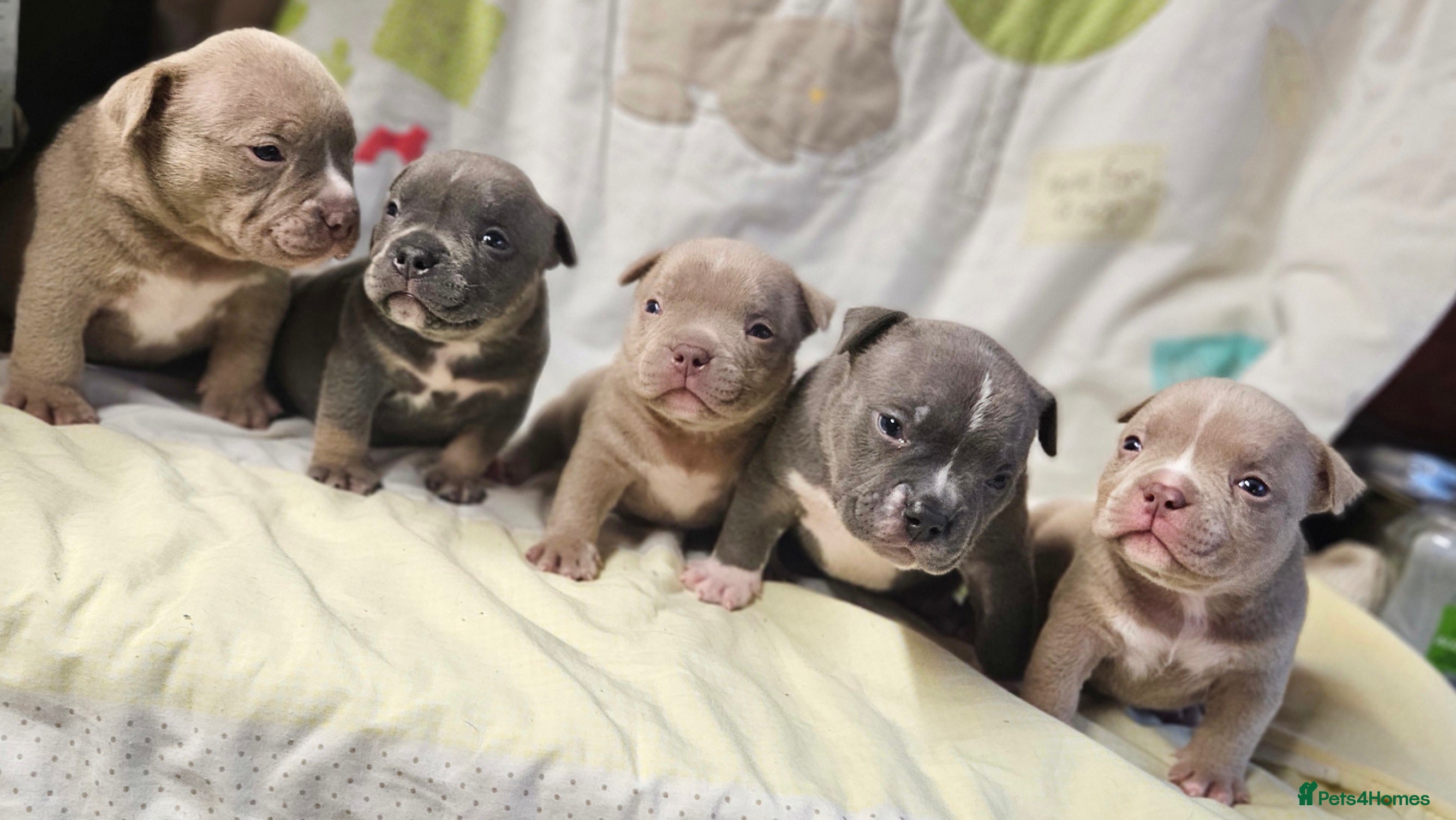 American Bully dogs Exotic Bullies - Advert 8