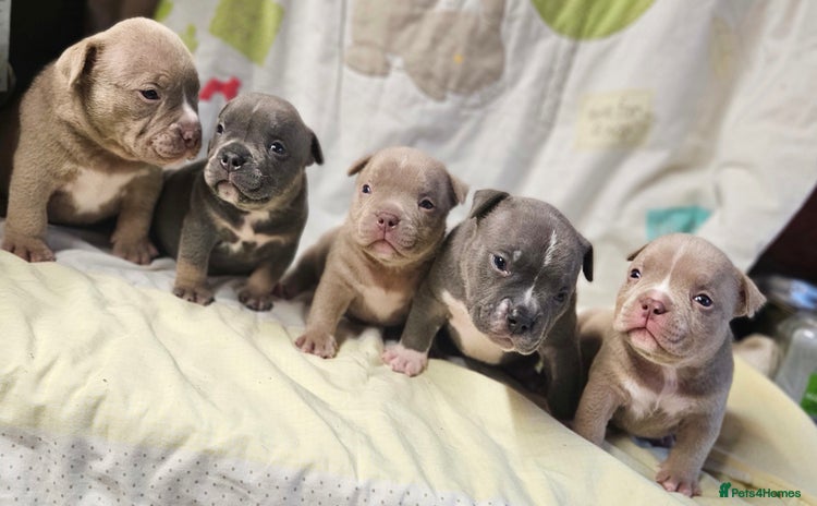 American Bully dogs Exotic Bullies - Advert 1