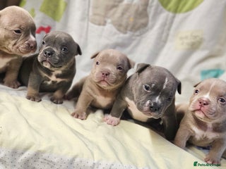 American Bully dogs Exotic Bullies - Advert 5
