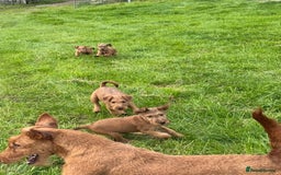 Irish Terrier dogs for sale: Kennel club registered Irish Terrier Puppies - Image 11
