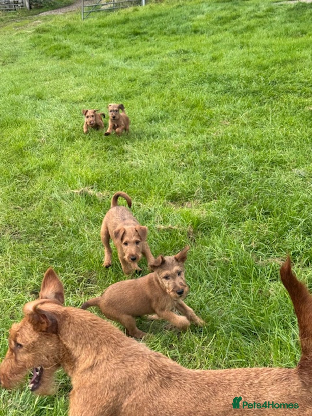 Irish Terrier dogs for sale: Kennel club registered Irish Terrier Puppies - Image 11