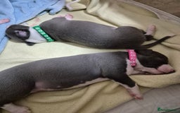 Whippet dogs for sale: Stunning KC Registered Blue Whippet Puppies - Image 25