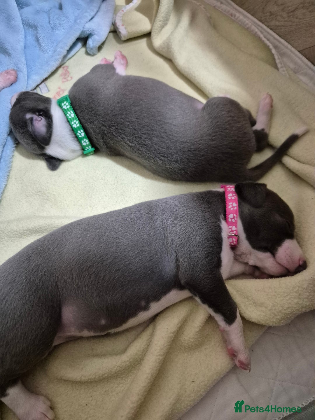 Whippet dogs for sale: Stunning KC Registered Blue Whippet Puppies - Image 25
