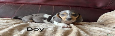 Miniature Dachshund Puppy 2