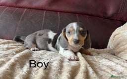 Miniature Dachshund dogs for sale: Stunning KC Registered Miniature Dashound  - Image 14