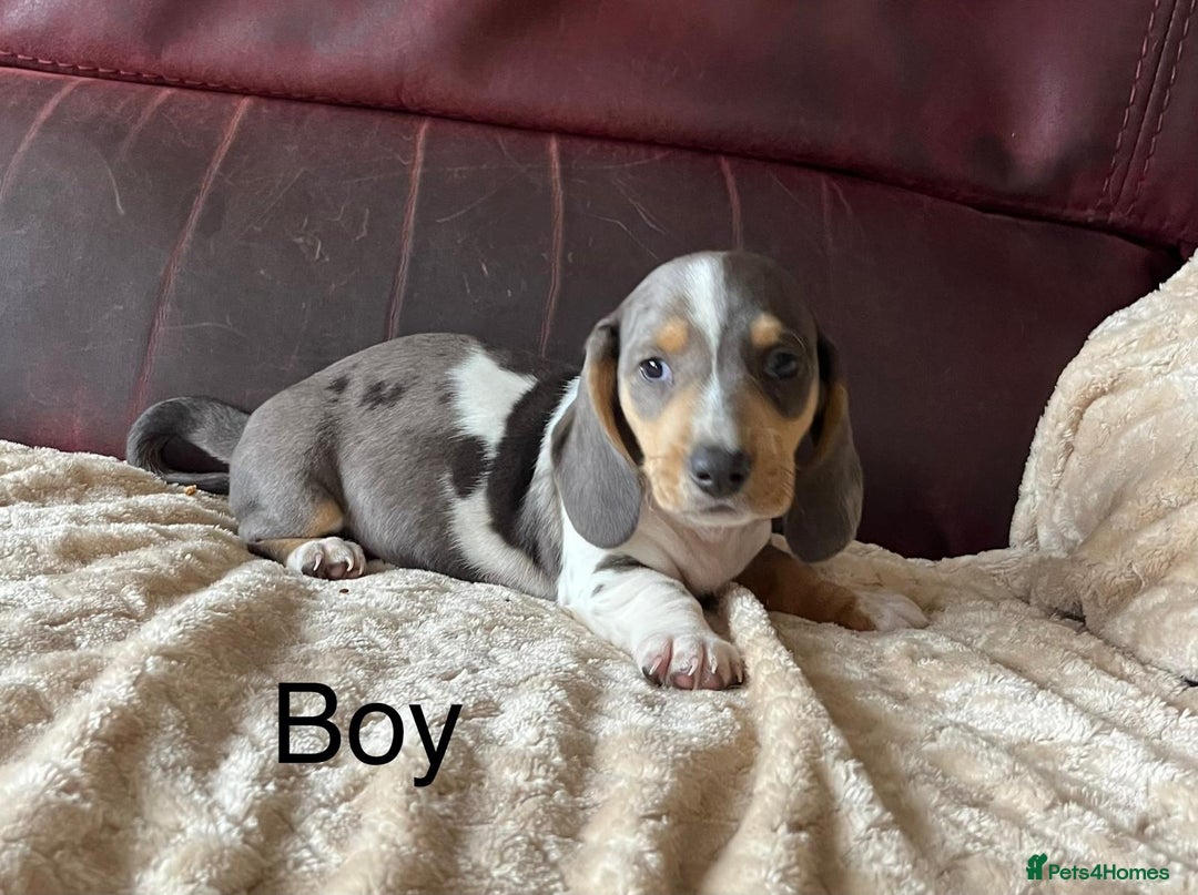 Miniature Dachshund dogs for sale: Stunning KC Registered Miniature Dashound  - Image 14