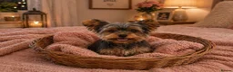 Yorkshire Terrier dogs for sale: Small Miniature Yorkshire Terrier Puppies - Advert 8