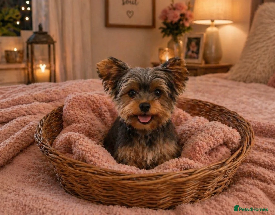 Yorkshire Terrier dogs for sale: Small Miniature Yorkshire Terrier Puppies - Advert 8