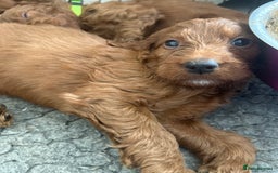 Irish Doodle dogs for sale: Irish doodles - Image 12