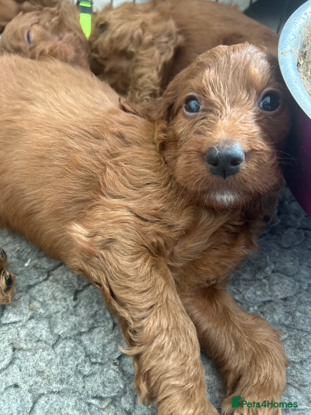 Irish Doodle dogs for sale: Irish doodles - Image 12