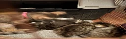 Mixed Breed cats for sale: Beautiful kitten  - Advert 2