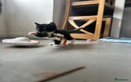 Domestic Shorthair cats for sale: Domestic short hair  - Image 7