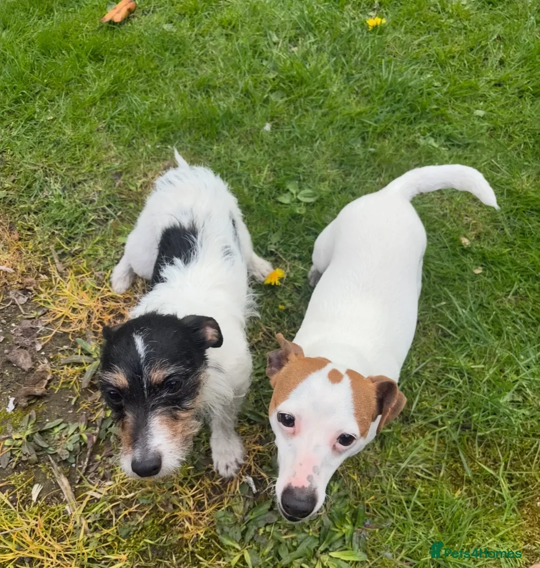 Jack Russell dogs for sale: Beautiful Jack Russell bitch  - Advert 1