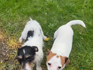 Jack Russell dogs Beautiful Jack Russell bitch - Advert 1