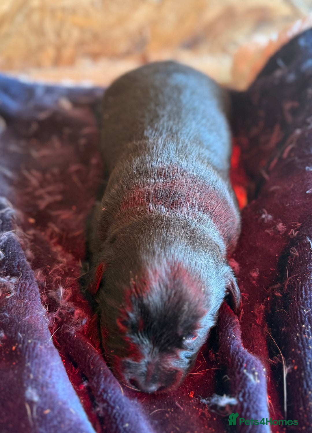 Mixed Breed dogs for sale: 4 beautiful spaniel X jack russel pups ❤️ - Image 9