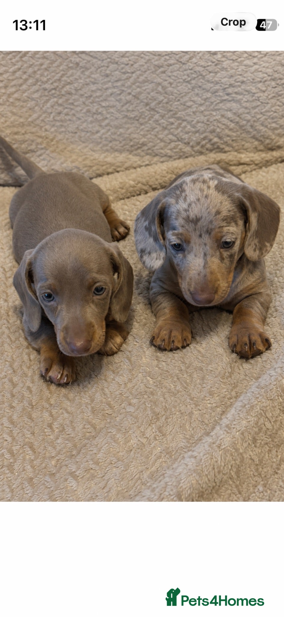 Dachshund dogs Stunning miniature kc dachshund puppies  - Advert 1