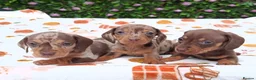 Miniature Dachshund dogs for sale: MINI DAXI KC REG PRA CLEAR - Advert 13