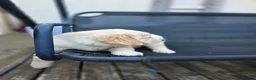 Golden Retriever dogs for sale: Golden retrievers pure breed. - Advert 10
