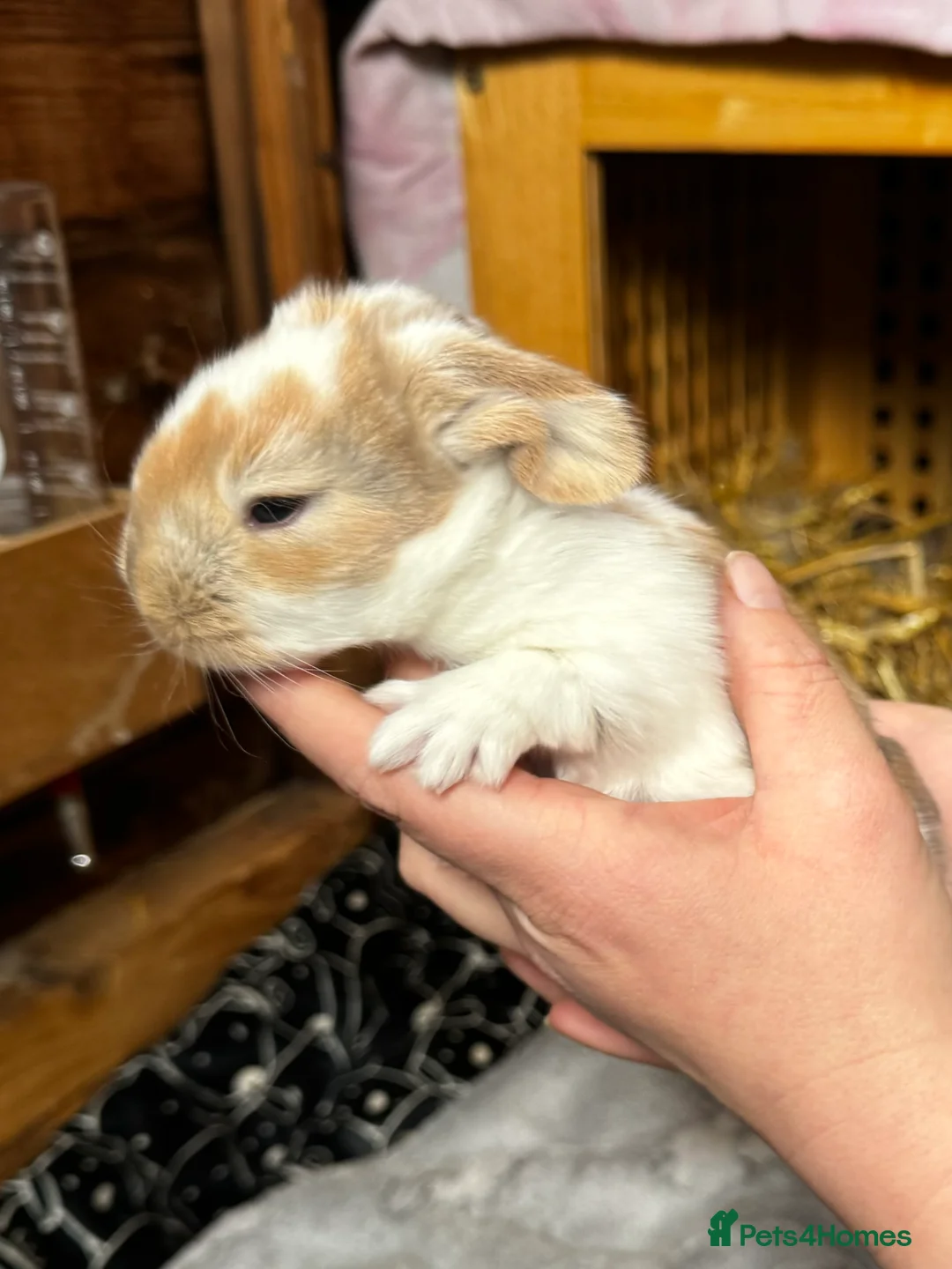 French Lop rabbits for sale: 🩷Pure bred French lop kits🩵 - Advert 14