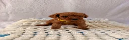 Cockapoo dogs for sale: 🐾 Beautiful Cheeky Cockapoos 🐾 - Advert 14