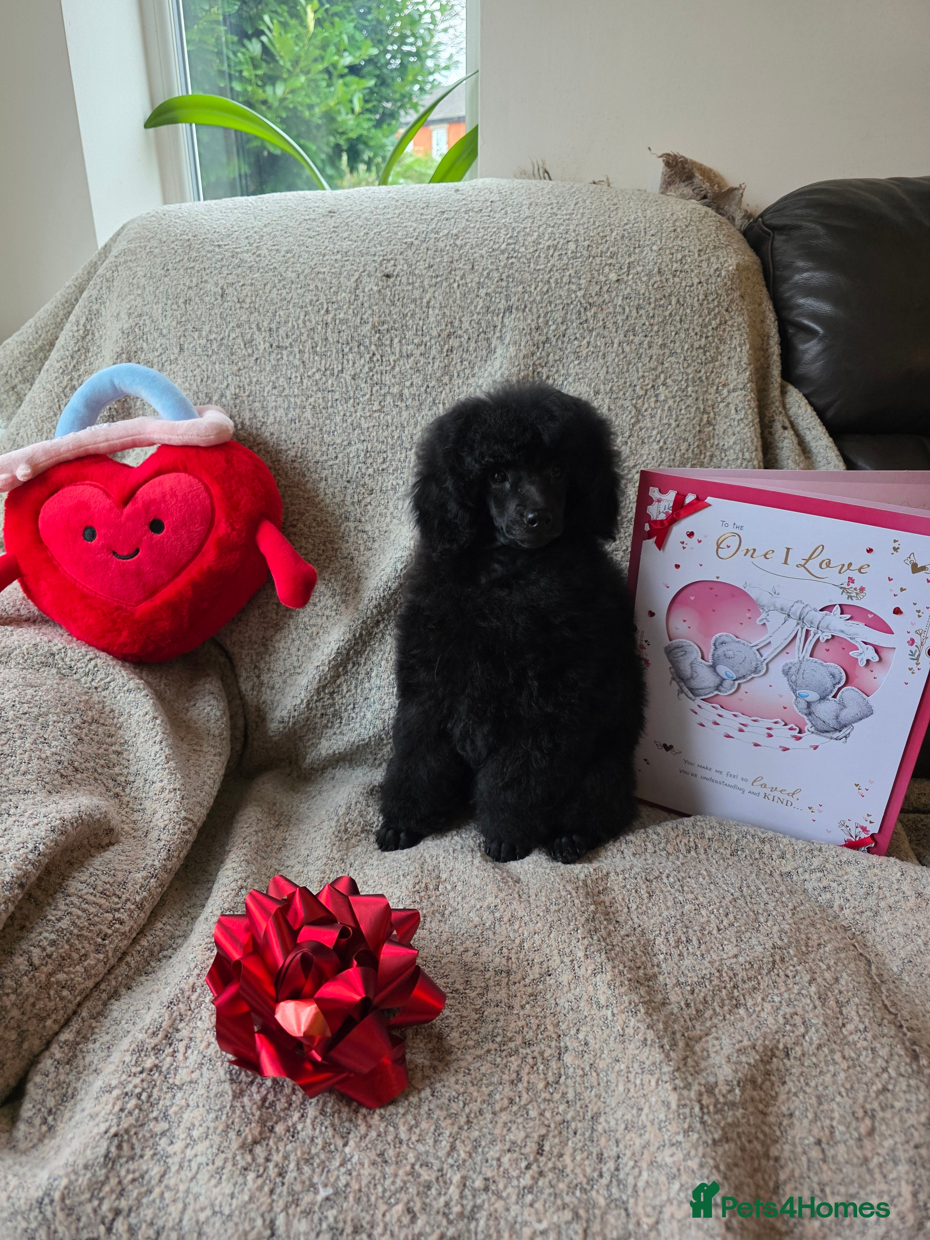 Miniature Poodle dogs Miniature Poodle Puppies – KC Registered - Advert 5