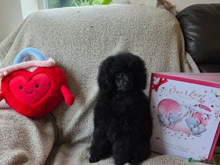 Miniature Poodle dogs Miniature Poodle Puppies – KC Registered - Advert 5