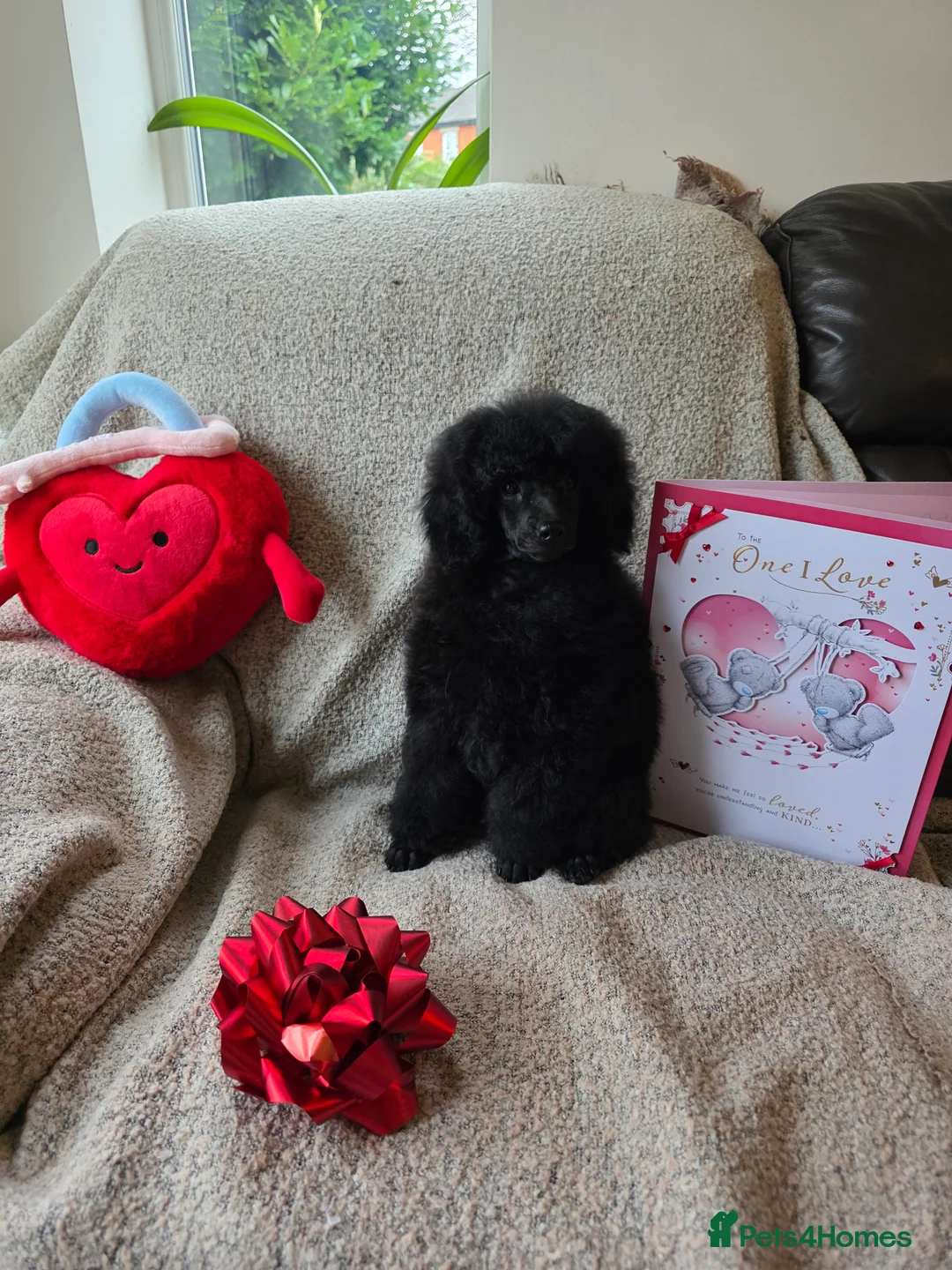 Miniature Poodle dogs for sale: Miniature Poodle Puppies – KC Registered - Advert 1