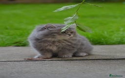 British Longhair cats for sale: TICA British Longhair Kittens  - Image 5
