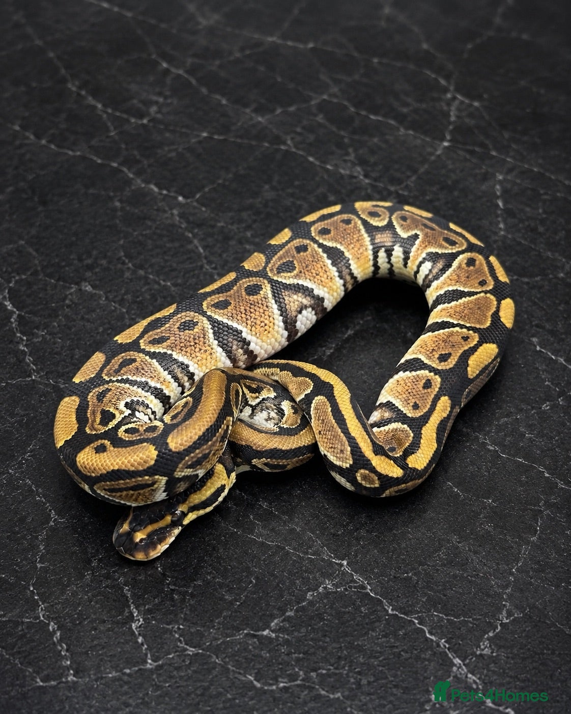 Python Snake reptiles £30 each!!! Last 2 ball python hatchlings ready - Advert 2