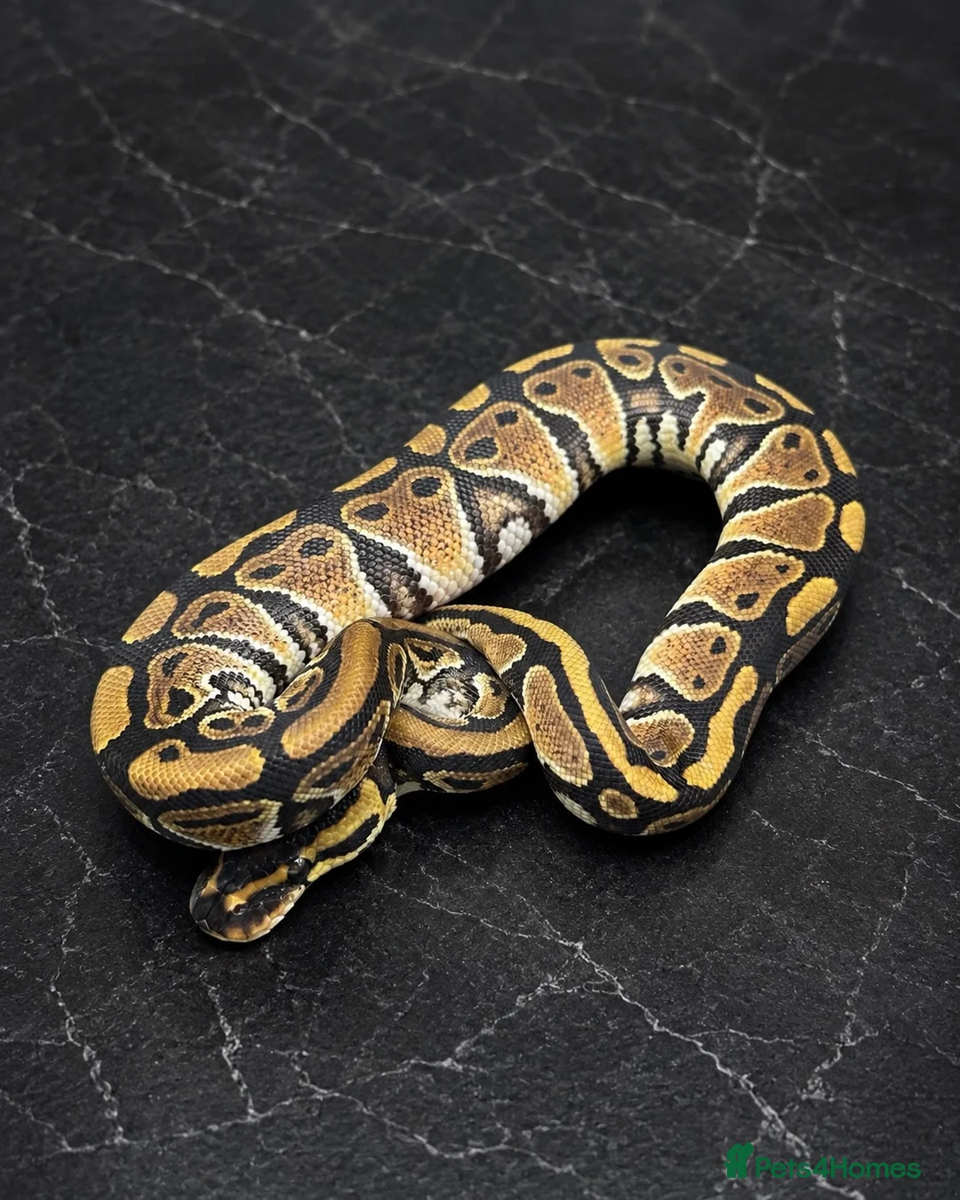 Python Snake reptiles for sale: Ball Pythons, including a couple hatchlings  - Advert 5