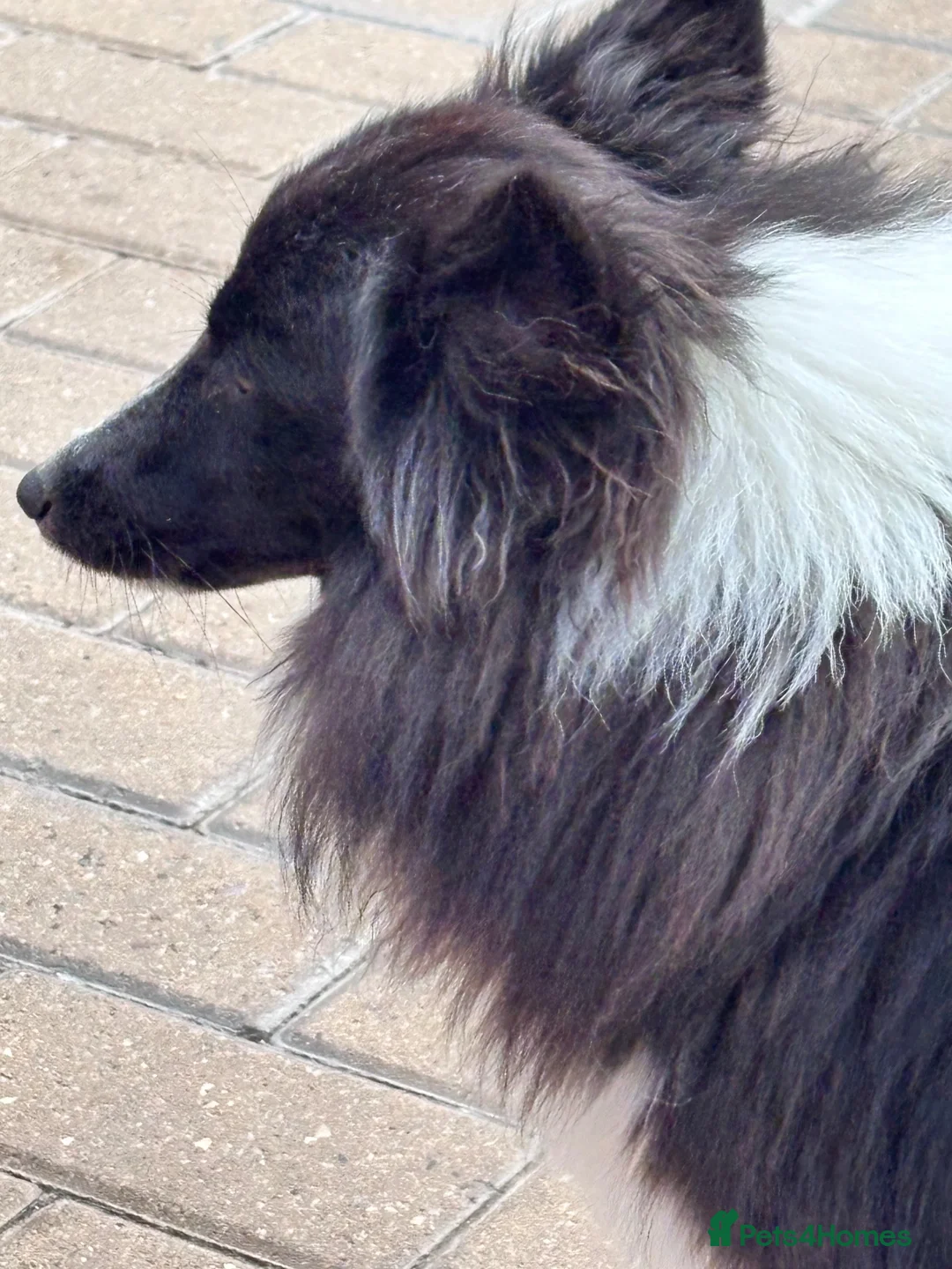 Shetland Sheepdog dogs for sale: Beautiful black bi girl  - Advert 13