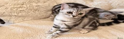 British Shorthair cats for sale: Stunning Silver BSH Kittens GCCF Champion Lines - Advert 22