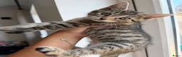 Domestic Shorthair cats for sale: Beautiful kitten - Advert 3