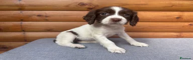 English Springer Spaniel (mouse) 