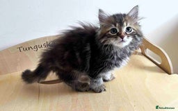 Siberian cats for sale: Beautiful purebred Siberian kittens-Hypoallergenic - Image 23