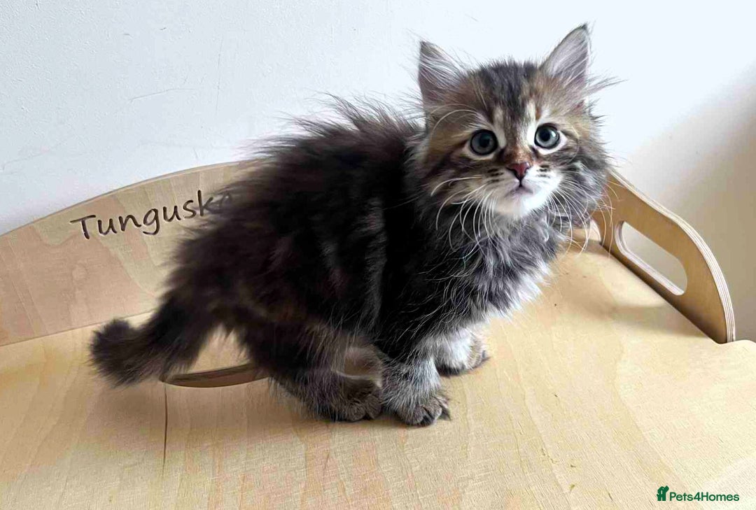 Siberian cats for sale: Beautiful purebred Siberian kittens-Hypoallergenic - Image 23
