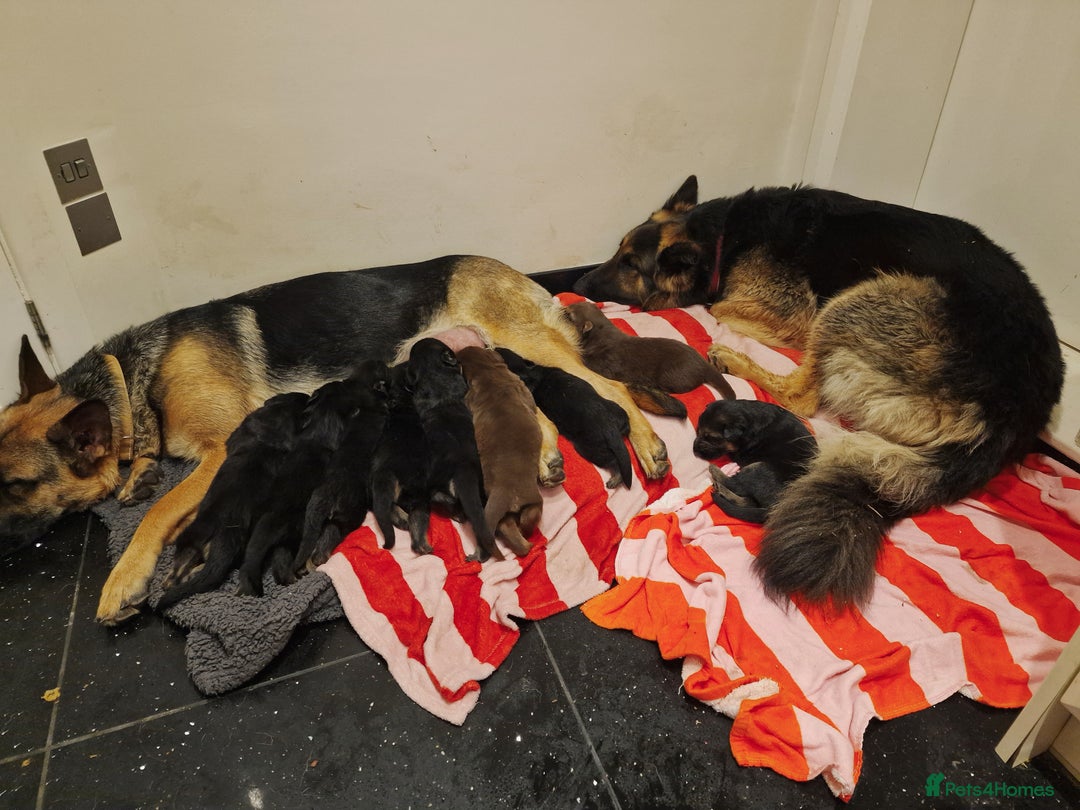 German Shepherd dogs for sale: German Shepherd Puppies  for sale. - Image 3