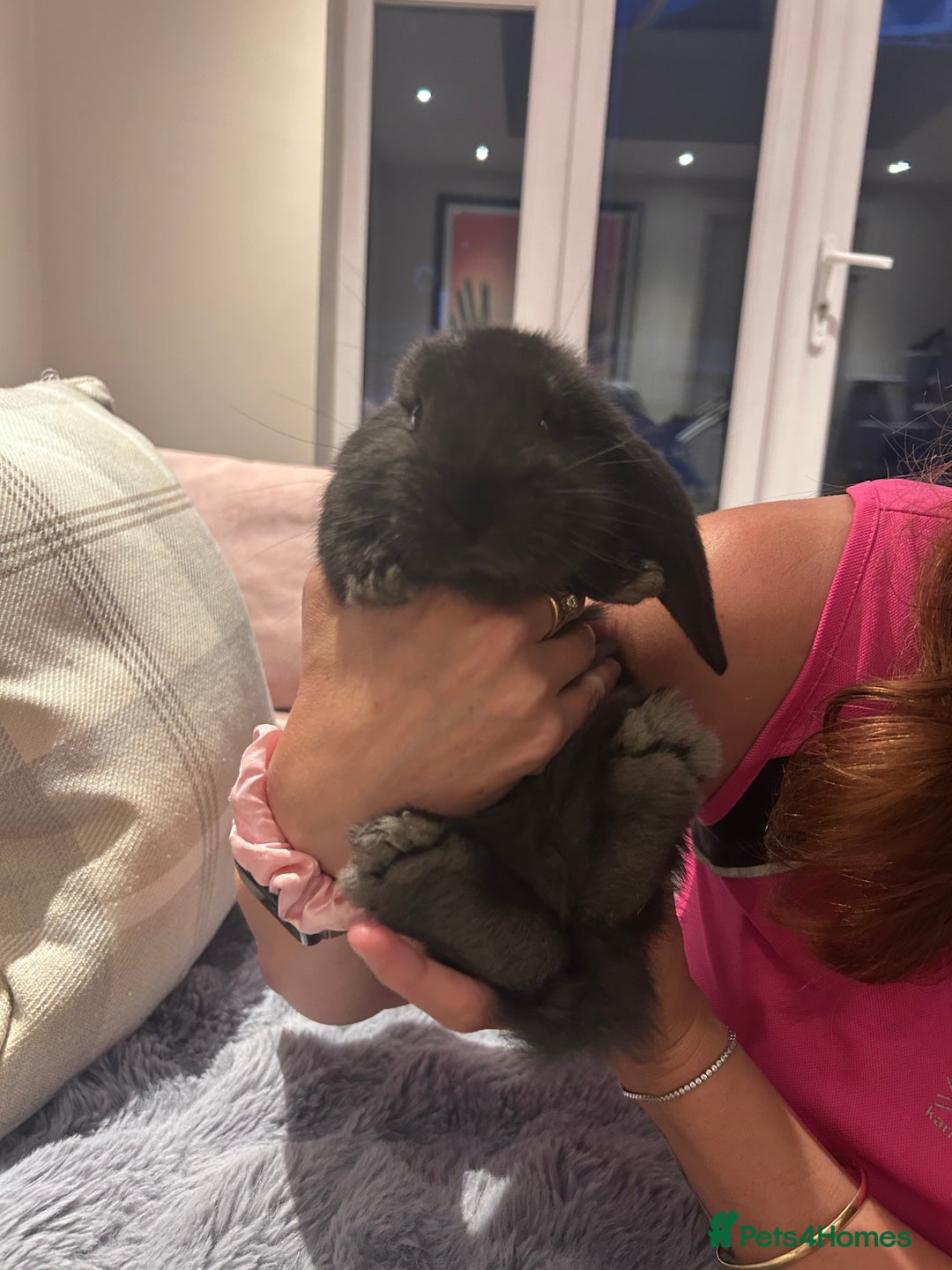 French Lop rabbits for sale: Pure bred French lop bunnies - Image 10