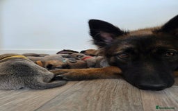 Mixed Breed dogs for sale: German shepard cross American bulldogs - Image 12